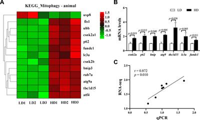 Effects of stocking density on the growth performance, mitophagy, endocytosis and metabolism of Cherax quadricarinatus in integrated rice–crayfish farming systems